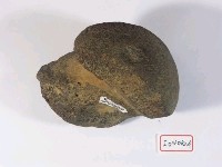 中國犀牛左股骨遠端外側部藏品圖，第1張